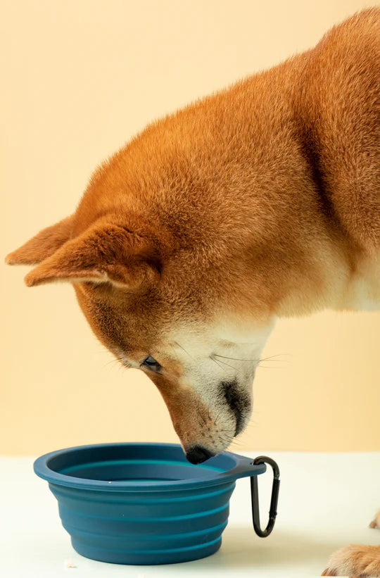 Slurp Silicone Dog and Cat Travel Bowl