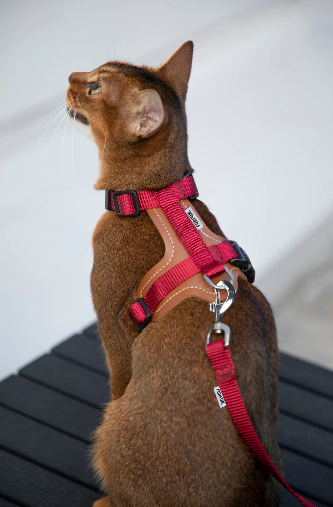 Cat Chest And Back Harness Set