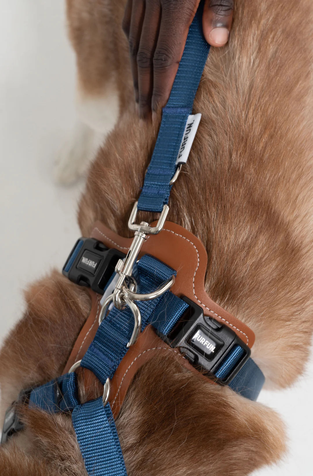 Dog Harness