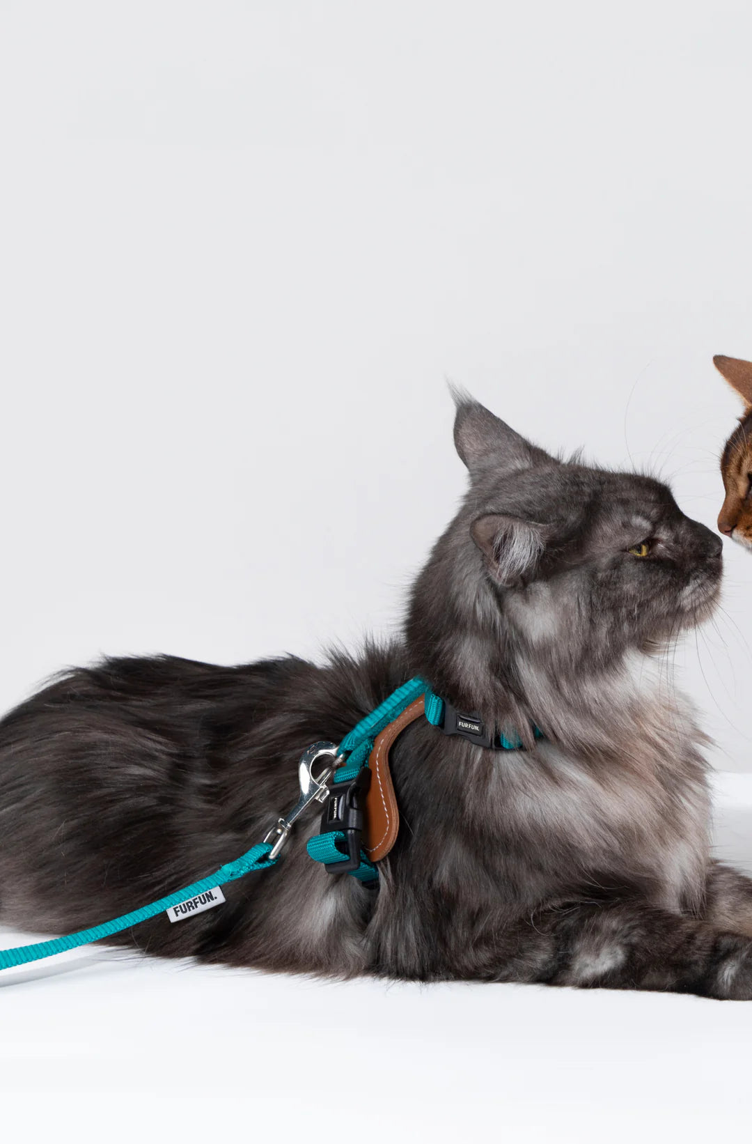 Cat Chest And Back Harness Set