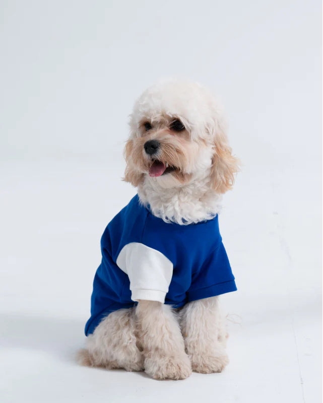 Adventure/ Comfort Human And Dog Hoodie Set