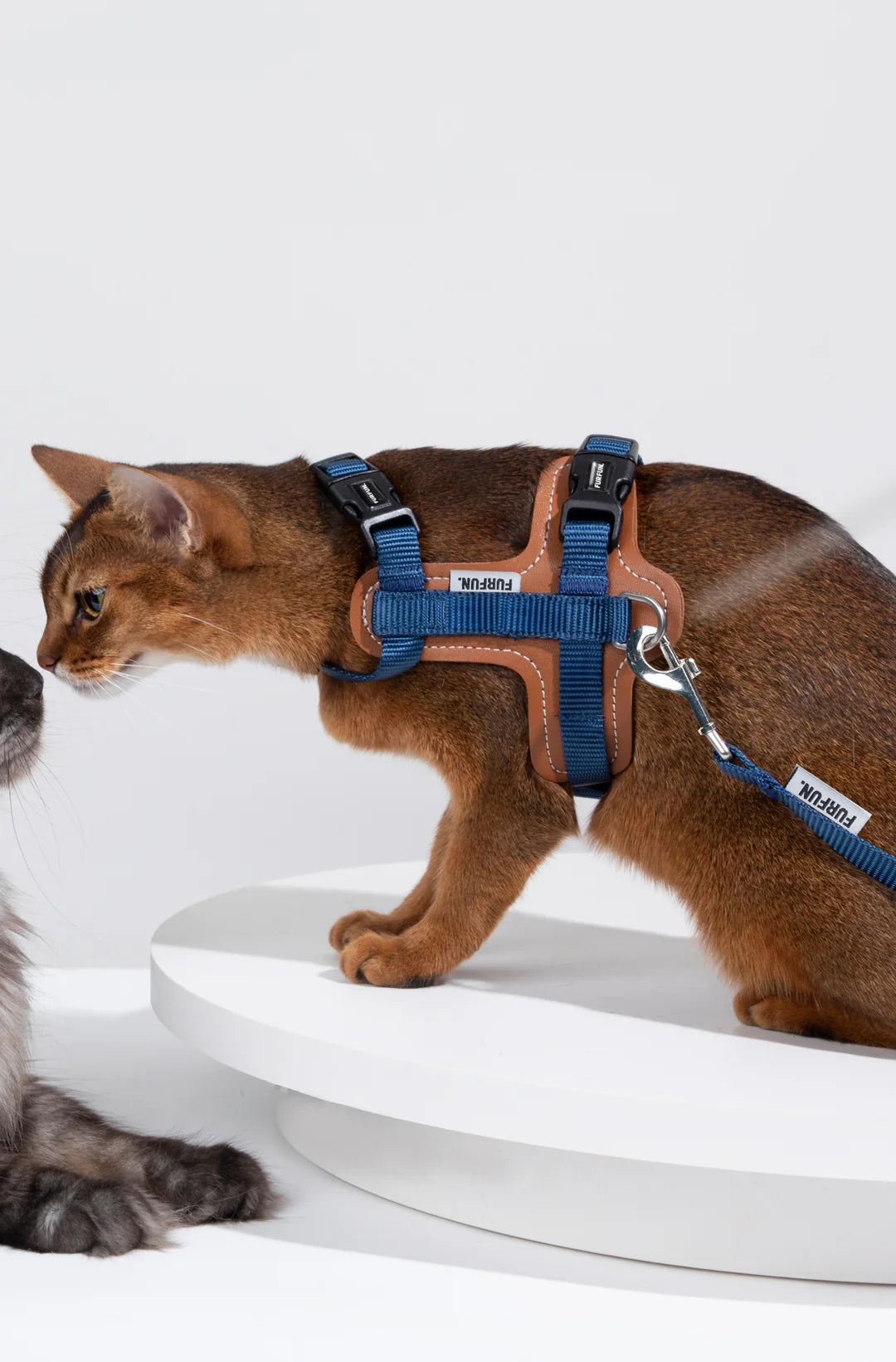 Cat Chest And Back Harness Set